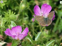 Attēlu rezultāti vaicājumam “Eumedonia eumedon underside”
