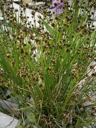 Attēlu rezultāti vaicājumam “Juncus alpinoarticulatus”