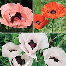Attēlu rezultāti vaicājumam “Papaver”