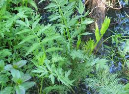 Attēlu rezultāti vaicājumam “Sium latifolium”