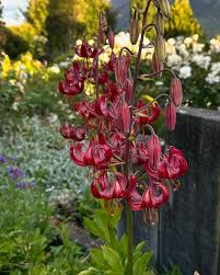 Attēlu rezultāti vaicājumam “Lilium martagon leaf”