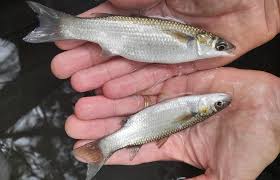 Image result for Chelon richardsonii