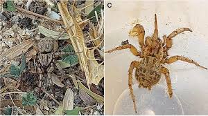 Attēlu rezultāti vaicājumam “Gnaphosidae”