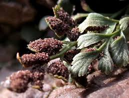 Attēlu rezultāti vaicājumam “Milesina murariae”