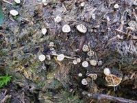 Attēlu rezultāti vaicājumam “Poronia punctata”