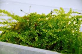 Attēlu rezultāti vaicājumam “Plagiomnium elatum”