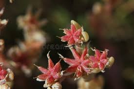 Attēlu rezultāti vaicājumam “Sedum hispanicum fruit”