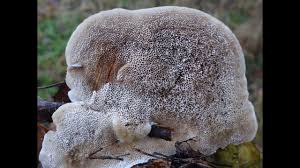 Attēlu rezultāti vaicājumam “Trametes ochracea”