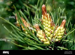 Attēlu rezultāti vaicājumam “Pinus sylvestris male flower”