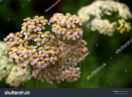 Attēlu rezultāti vaicājumam “Achillea salicifolia”