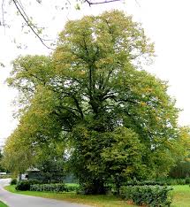 Attēlu rezultāti vaicājumam “Tilia x vulgaris”