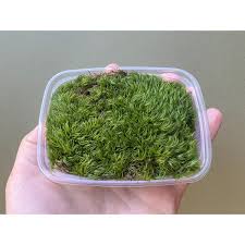 Attēlu rezultāti vaicājumam “Dicranum scoparium”