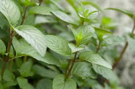 Image result for Menta x piperita