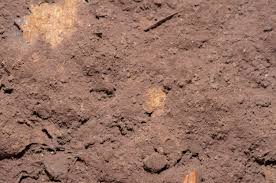 Attēlu rezultāti vaicājumam “Fuligo septica cf. rufa spores”