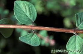 Attēlu rezultāti vaicājumam “Symphoricarpos x chenaultii”