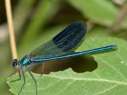 Attēlu rezultāti vaicājumam “Calopteryx splendens”