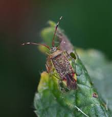 Attēlu rezultāti vaicājumam “Pantilius tunicatus”