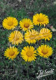 Image result for Buphthalmum salicifolium