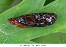 Attēlu rezultāti vaicājumam “Epermeniidae”