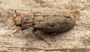 Attēlu rezultāti vaicājumam “Hydrochara caraboides”