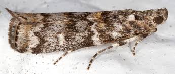 Attēlu rezultāti vaicājumam “Dioryctria abietella”