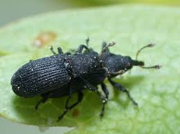 Attēlu rezultāti vaicājumam “Magdalis sp.”