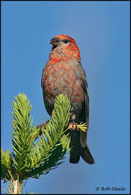 Attēlu rezultāti vaicājumam “Pinicola enucleator adult”