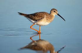 Attēlu rezultāti vaicājumam “Tringa totanus”