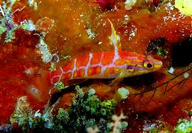 Attēlu rezultāti vaicājumam “Petractis sp.”