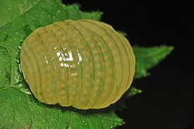 Attēlu rezultāti vaicājumam “Glyphotaelius pellucidus”