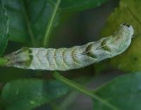 Attēlu rezultāti vaicājumam “Melanchra persicariae larva”