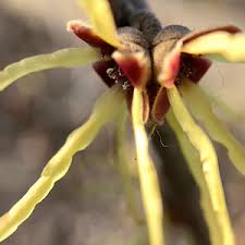 Attēlu rezultāti vaicājumam “Hamamelis mollis flower”