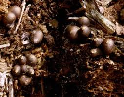 Attēlu rezultāti vaicājumam “Lycogala cf. fossiculatum macro”