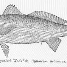 Image result for Cynoscion nebulosus