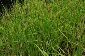 Attēlu rezultāti vaicājumam “Carex vesicaria”