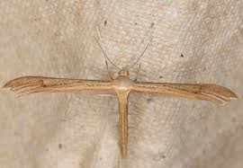 Attēlu rezultāti vaicājumam “Stenoptilia pterodactyla”