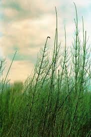 Attēlu rezultāti vaicājumam “Equisetum fluviatile”