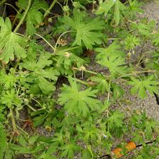 Attēlu rezultāti vaicājumam “Geranium pusillum leaf”