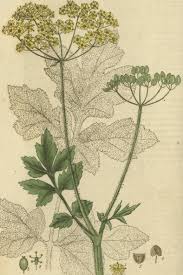 Image result for Pastinaca sativa