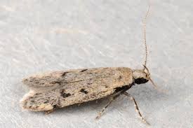 Attēlu rezultāti vaicājumam “Gelechia rhombella”