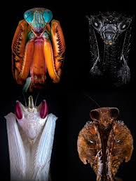 Attēlu rezultāti vaicājumam “Diacrisia sannio female”