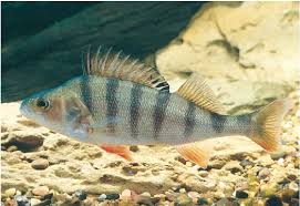 Attēlu rezultāti vaicājumam “Perca fluviatilis”