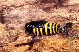 Attēlu rezultāti vaicājumam “Abraxas grossulariata pupa”