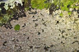 Attēlu rezultāti vaicājumam “Xylobolus frustulatus”