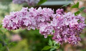 Image result for flieder