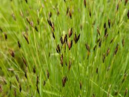 Attēlu rezultāti vaicājumam “Schoenus ferrugineus”