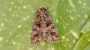 Attēlu rezultāti vaicājumam “Hadena rivularis”