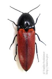 Attēlu rezultāti vaicājumam “Ampedus sanguineus”