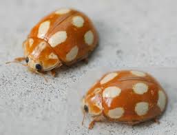 Attēlu rezultāti vaicājumam “Calvia decemguttata imago”