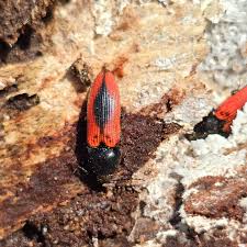 Attēlu rezultāti vaicājumam “Ampedus sanguinolentus”